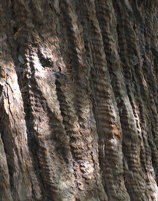 Redwood tree bark