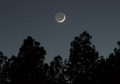 Moon over Ponderosa Pines
