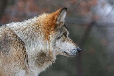 Mexican Wolf Profile