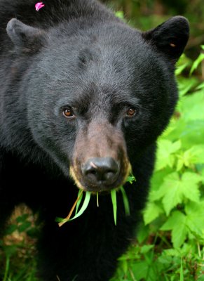 Vancouver Island Black Bear