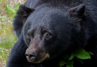 Vancouver Island Black Bear