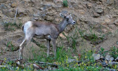 Molly's Yellowstone Trip