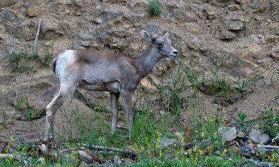 Young Bighorn Sheep