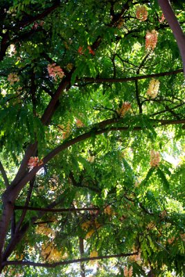 IMG_5715.jpg