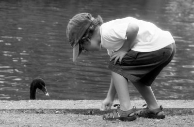 Feeding Swan
