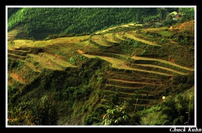 Rice Fields of SaPa, Vietnam