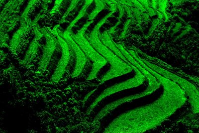 Rice Fields of SaPa, Vietnam II
