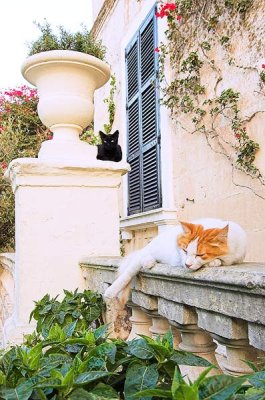 Mdina cats