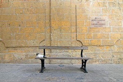 Malta: Mdina cats