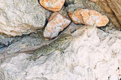Moorish Gecko