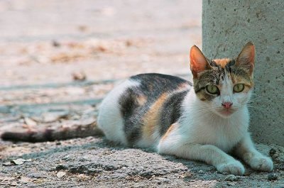 Cat at Buskett Woods