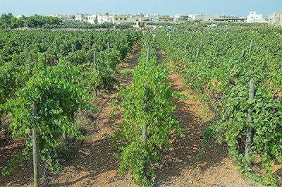 Vineyards near Zejtun