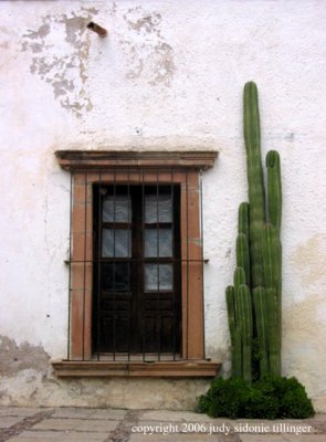 cactus outside casa mexicana