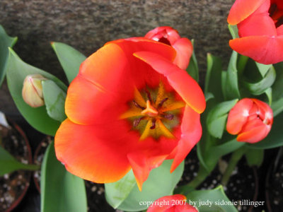 1.25.07 tulip