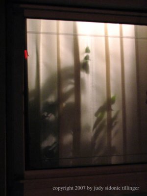 1.27.07 leaf shadows