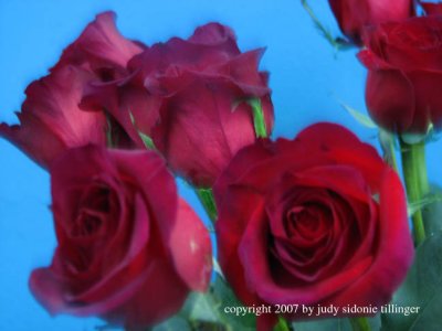 2.16.07 roses
