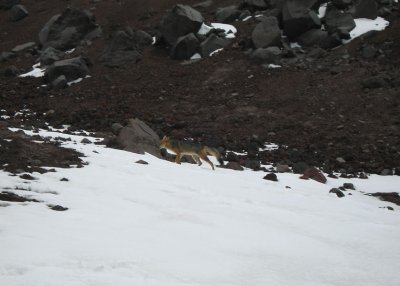High altitude coyote.