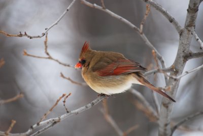 Female cardinal winter 06