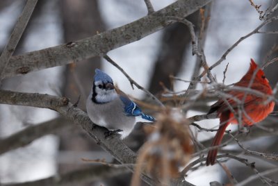 Blue jay and male cardinal winter 06
