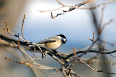 DSC_0133.JPG
