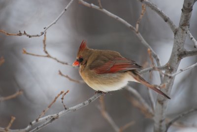 DSC_0110.JPG