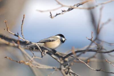 DSC_0133-1.JPG