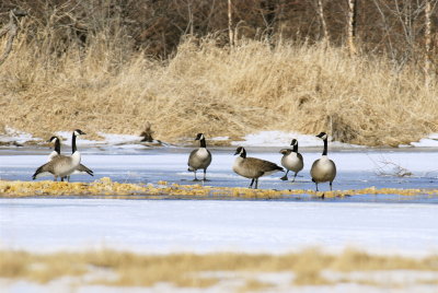 canada geese spring 07