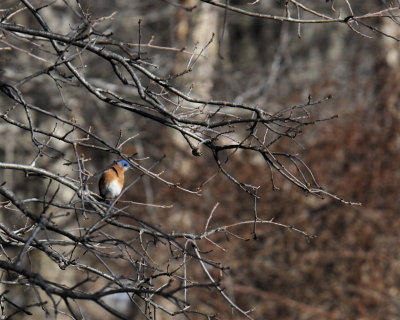 Bluebird spring 07