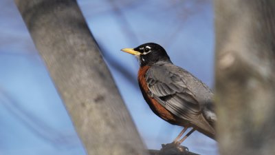 Robin.jpg