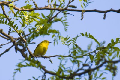 Yello Warbler.jpg