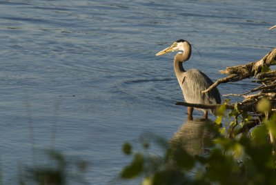 river crane.jpg