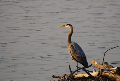 river crane.jpg