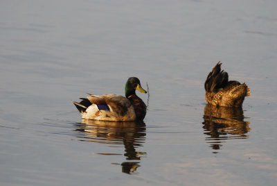 summer mallards 3.jpg