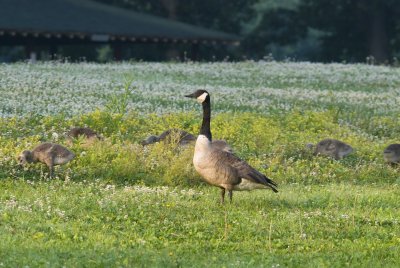Goose and goslings 2.jpg
