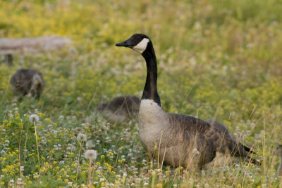 Goose and goslings 5.jpg
