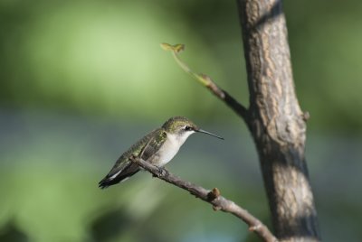 Hummer2.jpg