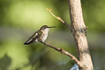 Hummer3.jpg