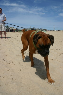 Hamlet playing in the sand (Provincetwon)