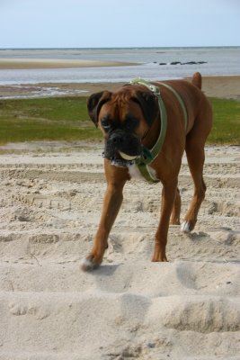 Dennis Beach