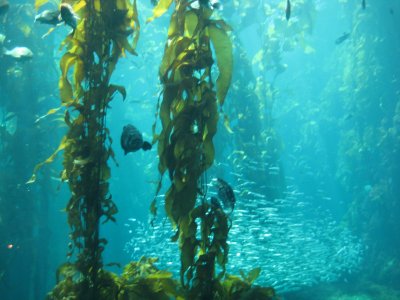 Bass roaming around the kelp