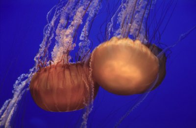 0-21-Monterey Aquarium