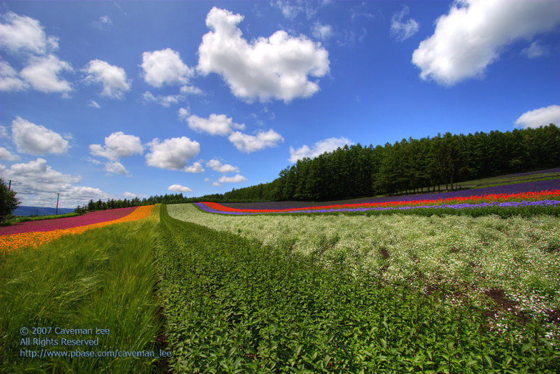 Flowers in Hokkaido