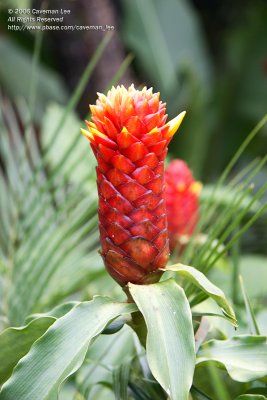 Costus Pulverulentos