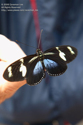 Butterfly 2