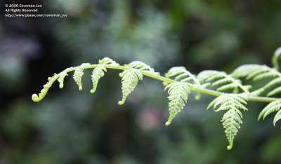 Fern