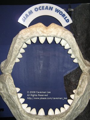 A big Jaw