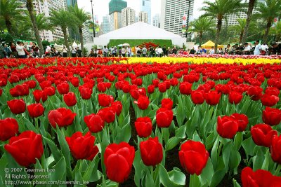 Field fo tulips