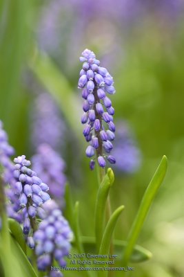 Muscari