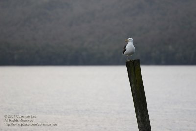 A lonely bird