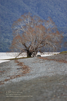 Tree of Lake Te Anau